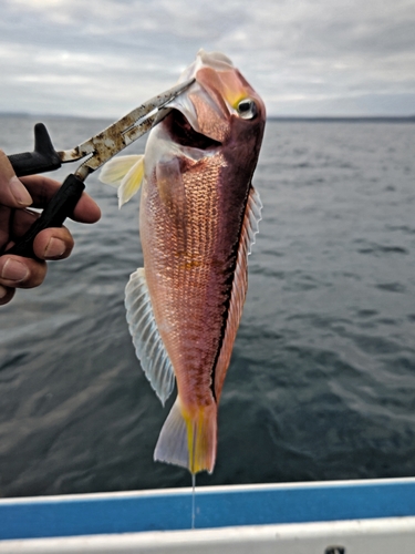 アマダイの釣果