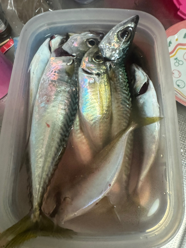 サバの釣果