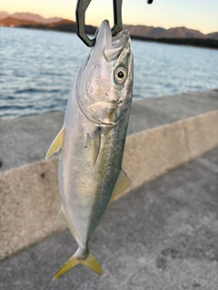 ヤズの釣果