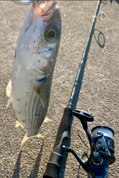 ボラの釣果