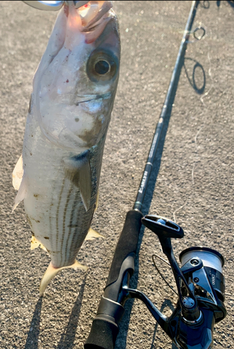 ボラの釣果