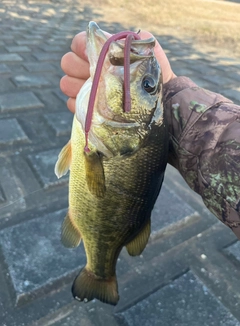 ラージマウスバスの釣果