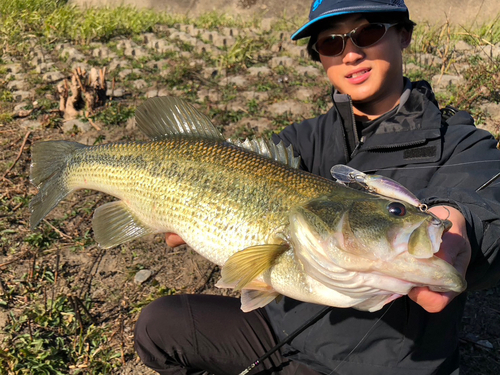 ブラックバスの釣果