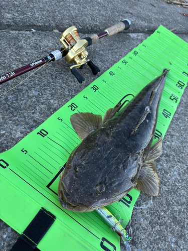 マゴチの釣果