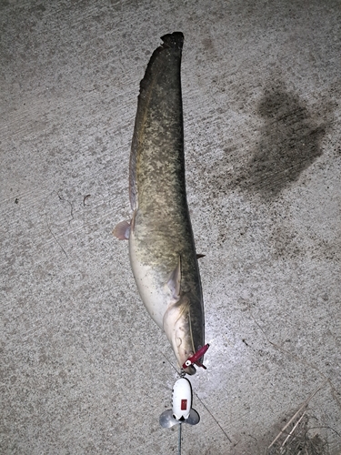 ニホンナマズの釣果