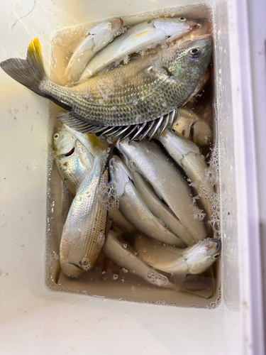 コノシロの釣果