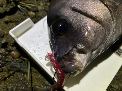 クロコショウダイの釣果