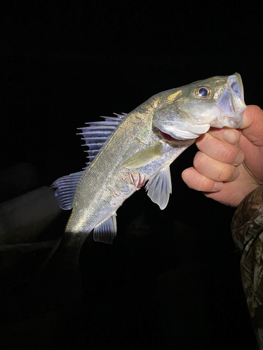 スズキの釣果