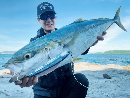 ブリの釣果