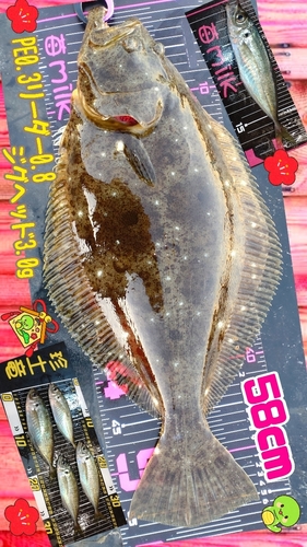 ヒラメの釣果