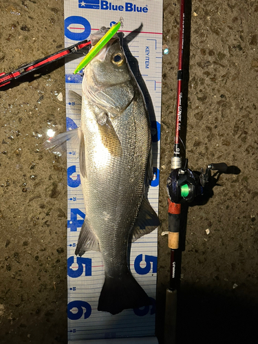 シーバスの釣果