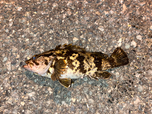 タケノコメバルの釣果