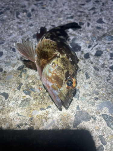 カサゴの釣果