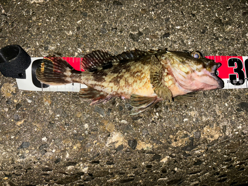 カサゴの釣果