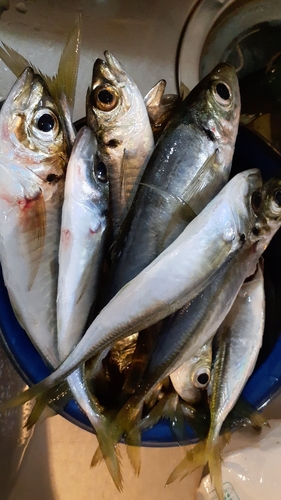 アジの釣果