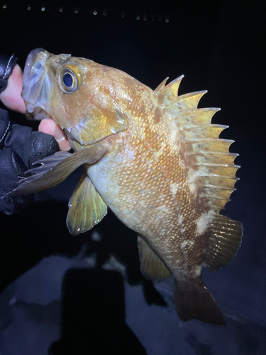 エゾメバルの釣果