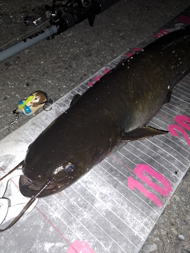 ナマズの釣果