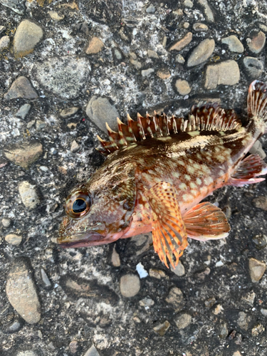 カサゴの釣果