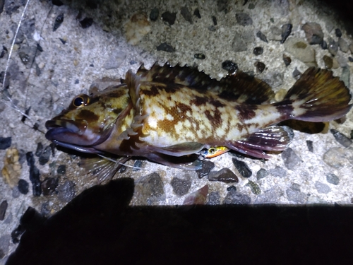 カサゴの釣果