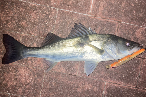 シーバスの釣果