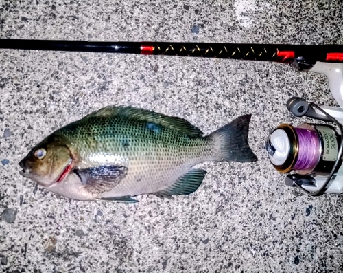 メジナの釣果