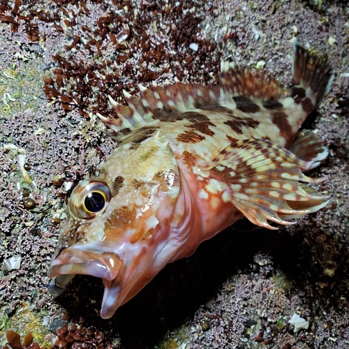 カサゴの釣果