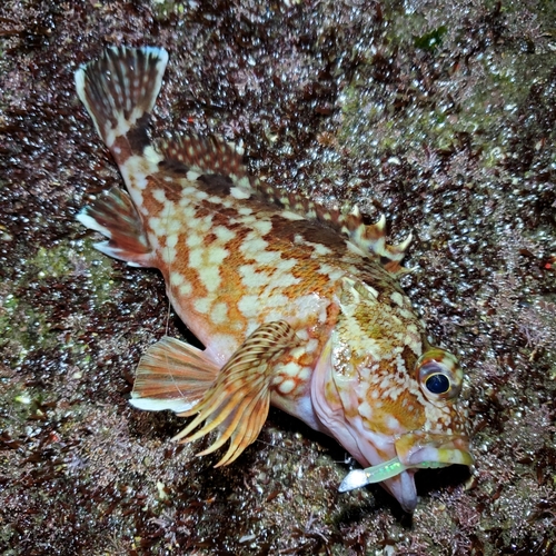 カサゴの釣果