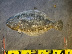 ヒラメの釣果