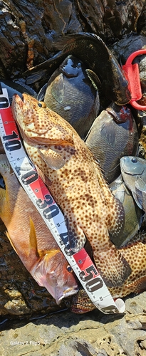 ヒトミハタの釣果