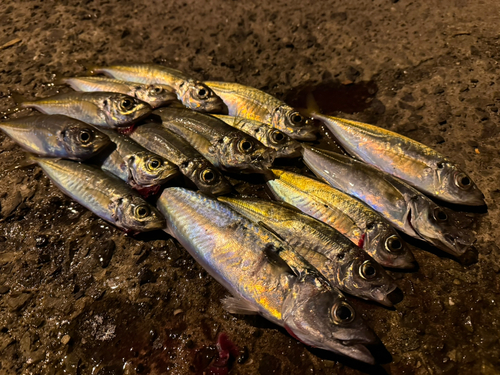 アジの釣果