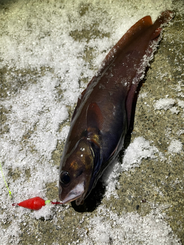 ドンコの釣果