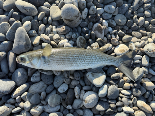 ボラの釣果