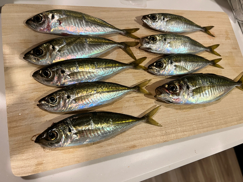 アジの釣果