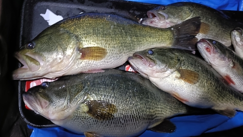 ブラックバスの釣果