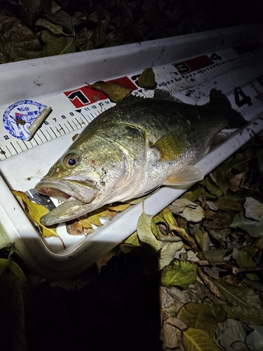 ブラックバスの釣果