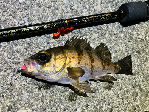 シロメバルの釣果