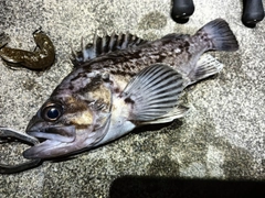 クロソイの釣果