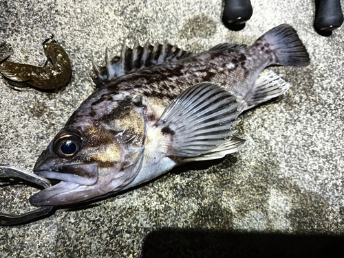 クロソイの釣果