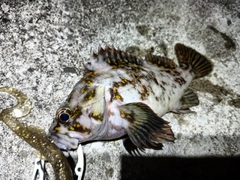 オウゴンムラソイの釣果