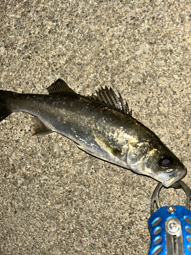 セイゴ（マルスズキ）の釣果