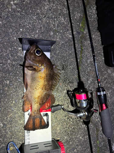 メバルの釣果