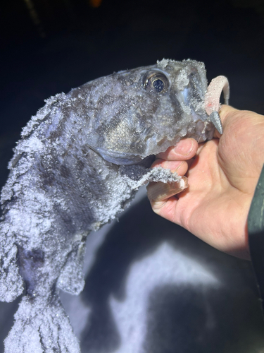 クロソイの釣果