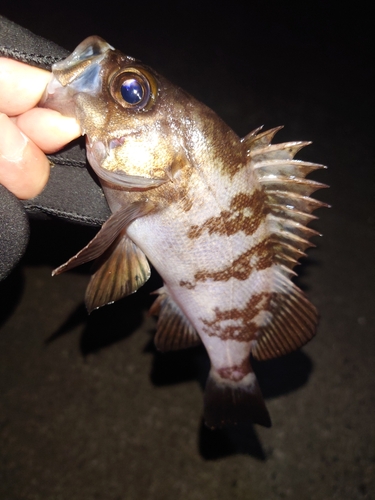 シロメバルの釣果