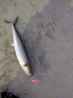 サゴシの釣果