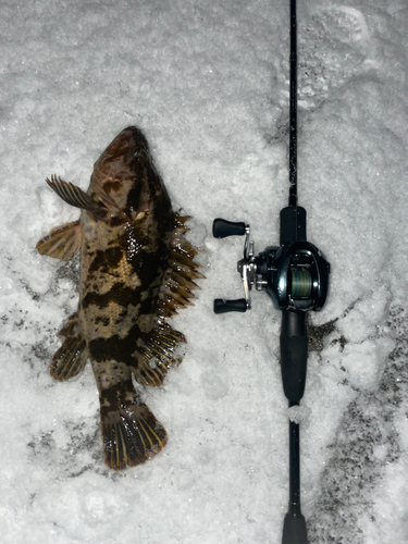 ベッコウゾイの釣果