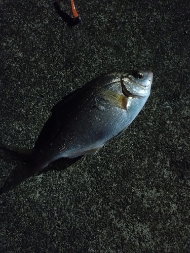 クロソイの釣果