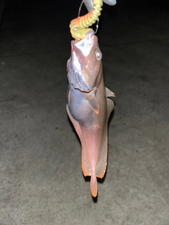 ドンコの釣果