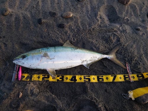 ブリの釣果