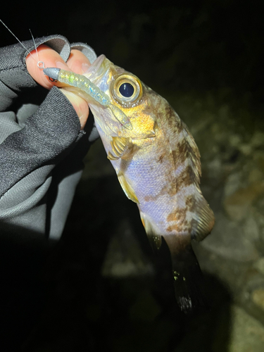 メバルの釣果