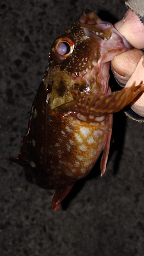 カサゴの釣果